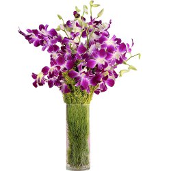 Resplendent fresh humper Orchids in a Vase...
