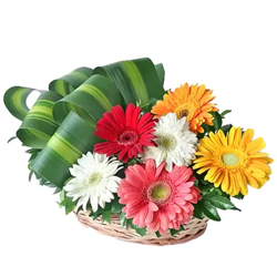 Attention-Getting 30 Mixed Colorful Gerbera Arrangement of Majestic to Madhyamgram Attention-Getting 30 Mixed Colorful Gerbera Arrangement of Majestic to Madhyamgram