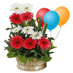 Lovely Mixed Gerberas Bouquet with Balloons to Barasat Lovely Mixed Gerberas Bouquet with Balloons to Barasat