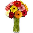 Dazzling Combination of Mixed Gerberas in a Glass Vase to Dakshin dinajpur Dazzling Combination of Mixed Gerberas in a Glass Vase to Dakshin dinajpur