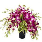 Splendid Days 12 Orchids Arrangement in a Glass Vase to Birati Splendid Days 12 Orchids Arrangement in a Glass Vase to Birati