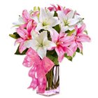 Endearing Collection of Spectacular Lilies to Garia Endearing Collection of Spectacular Lilies to Garia