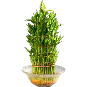 Captivating Three Tier Bamboo Plant in Bowl with Incredible Love Captivating Three Tier Bamboo Plant in Bowl with Incredible Love