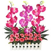 Captivating Everlasting Orchids Flowers Garden Captivating Everlasting Orchids Flowers Garden