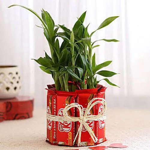 Special Kitkat Arrangement with 2 Tier Lucky Bamboo Plant Special Kitkat Arrangement with 2 Tier Lucky Bamboo Plant