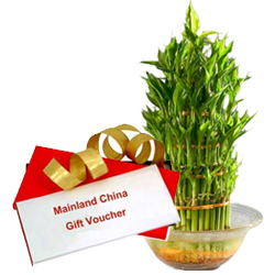 Lucky Bamboo Tree for Fathers Day with Dinner Voucher from Mainland China Lucky Bamboo Tree for Fathers Day with Dinner Voucher from Mainland China