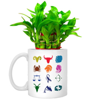 Gorgeous Gift of Sunsign Mug planted with Lucky Bamboo Tree Gorgeous Gift of Sunsign Mug planted with Lucky Bamboo Tree