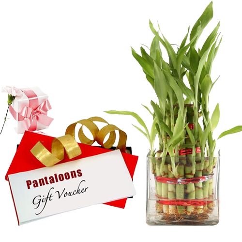 Little Luxury Bamboo Plant and Pantaloons Gift Voucher Little Luxury Bamboo Plant and Pantaloons Gift Voucher