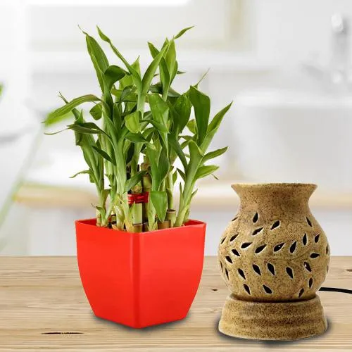 Amusing Lucky Bamboo Plant in Plastic Pot N Aroma Diffuser