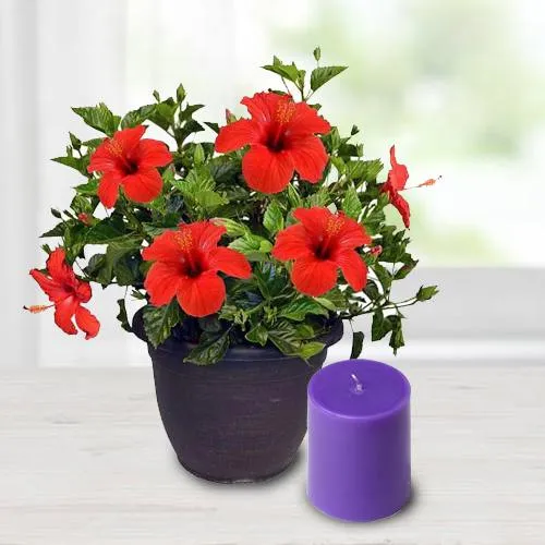 Marvelous Hibiscus Potted Plant N Aroma Pillar Candle