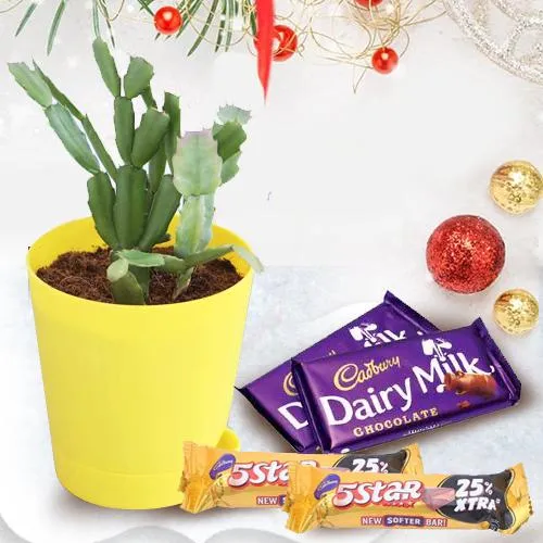 Lovely Cactus Plant with Self Watering Pot n Cadbury Chocolates for Xmas Gift
