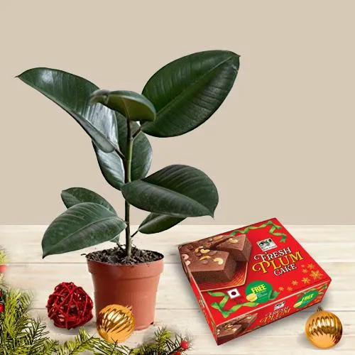 Fancy Xmas Gift of Rubber Fig Plant with Bisk Farms Plum Cake