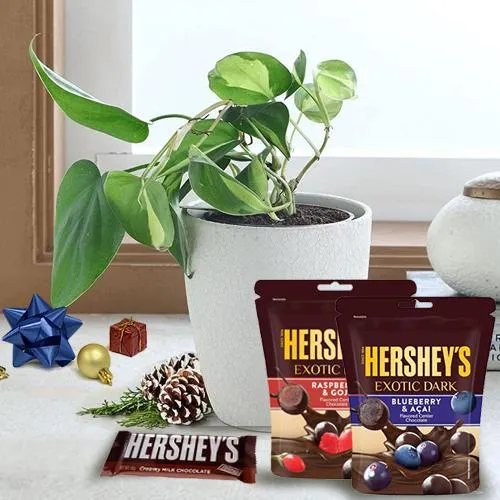 Live Philodendron Plant with Hersheys Chocolates for Xmas Gifting