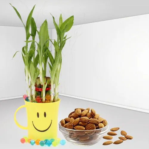Smile All the Way Lucky Bamboo Plant with Coffee Mug n Almond