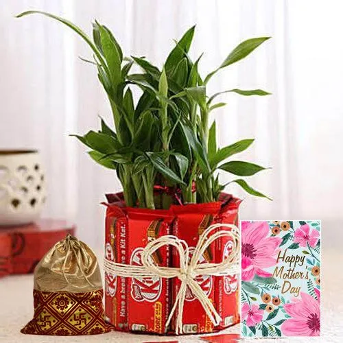 Splendid Bamboo Plant N Kitkat Bunch with Dry Fruit Potli N Mothers Day Card