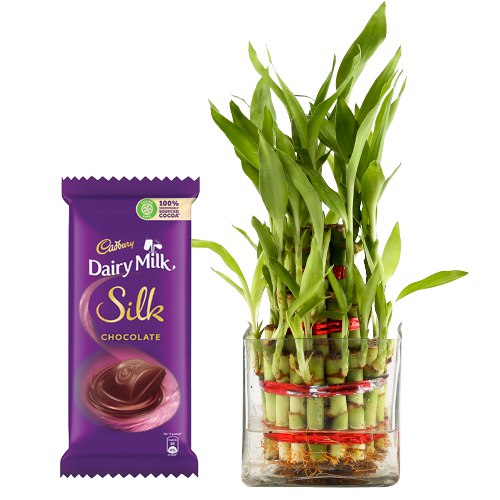 Good Luck Bamboo Plant with Cadbury Silk Chocolate Bar Good Luck Bamboo Plant with Cadbury Silk Chocolate Bar