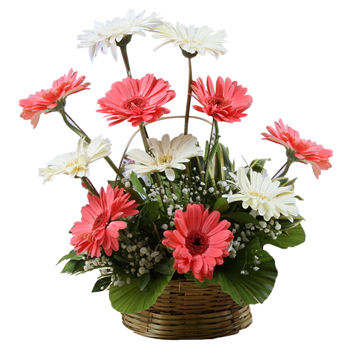 Delightful Bouquet of 15 Mixed Gerberas Delightful Bouquet of 15 Mixed Gerberas