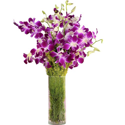 Resplendent fresh humper Orchids in a Vase Resplendent fresh humper Orchids in a Vase