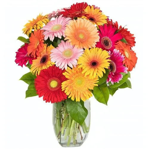 Expressive Love Arrangement of 15 Gerberas in Mixed Colors