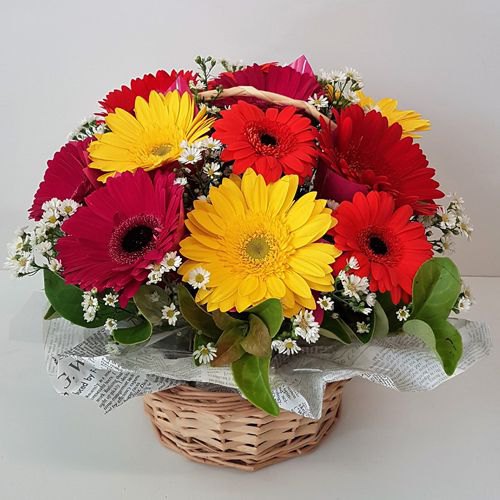 Captivating Dozen Mixed Gerberas Basket Captivating Dozen Mixed Gerberas Basket