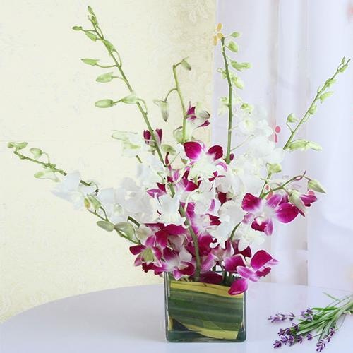 Lovely Orchids in Vase Lovely Orchids in Vase