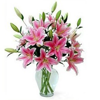 Tender Pink Colored Lilies with Free Vase Tender Pink Colored Lilies with Free Vase