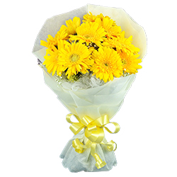 Delightful Yellow Coloured Gerberas Collection Delightful Yellow Coloured Gerberas Collection