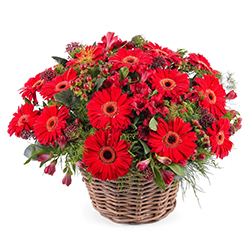 Precious Bouquet of Gerberas in Red Colour Precious Bouquet of Gerberas in Red Colour