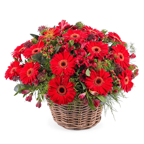 Precious Bouquet of Gerberas in Red Colour Precious Bouquet of Gerberas in Red Colour