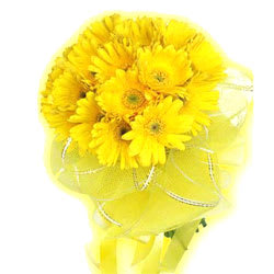 Regal Sunshine Presentation of 15 Gerberas of Yellow Colour Regal Sunshine Presentation of 15 Gerberas of Yellow Colour