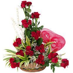Stylish Compilation of 36 Dutch Red Roses Stylish Compilation of 36 Dutch Red Roses