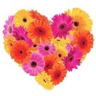 Joyful Emotions Gerberas Premium Heart Shaped Arrangement Joyful Emotions Gerberas Premium Heart Shaped Arrangement