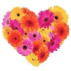 Frisky Feelings Gerberas Premium Heart Shaped Arrangement Frisky Feelings Gerberas Premium Heart Shaped Arrangement