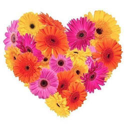 Frisky Feelings Gerberas Premium Heart Shaped Arrangement Frisky Feelings Gerberas Premium Heart Shaped Arrangement