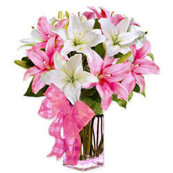 Endearing Collection of Spectacular Lilies Endearing Collection of Spectacular Lilies