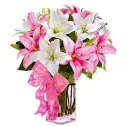 Endearing Collection of Spectacular Lilies