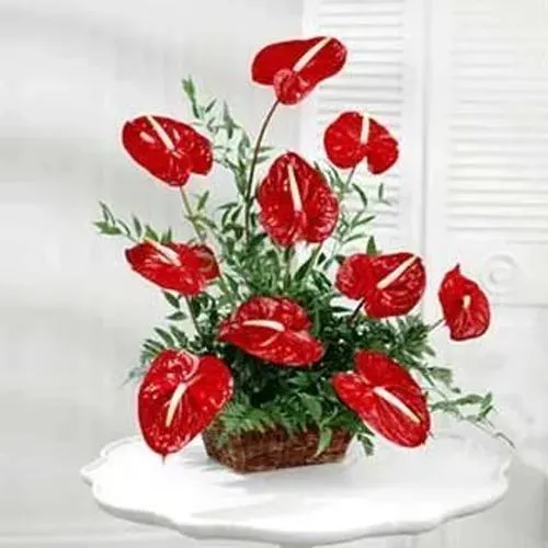 Magnificent Red Anthurium Arrangement