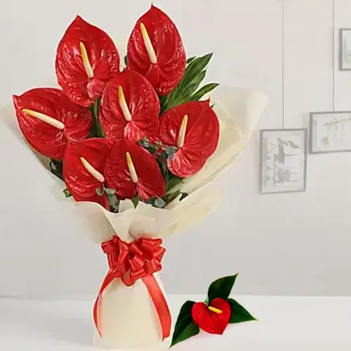 Marvelous Red Anthurium Bunch wrapped in Tissue
