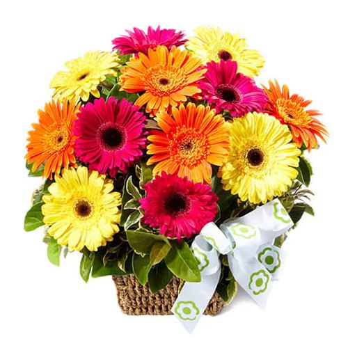 Radiant Mixed Gerberas arranged in a Basket
Radiant Mixed Gerberas arranged in a Basket