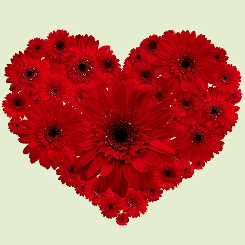 Dazzling 2 Dozen Red Gerberas Arrangement in Heart Shape
Dazzling 2 Dozen Red Gerberas Arrangement in Heart Shape