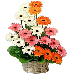 Magnificent Basket Arrangement of Mixed Gerberas
Magnificent Basket Arrangement of Mixed Gerberas