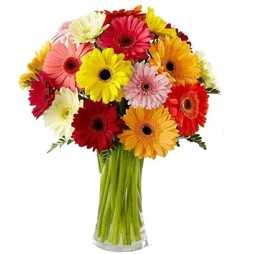 Colorful Gerberas display in Glass Vase
