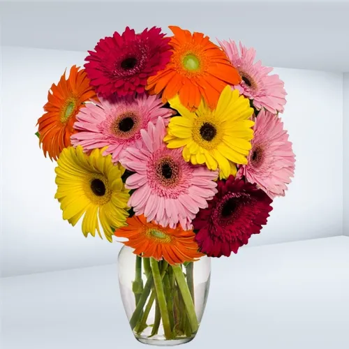 Striking Assorted Gerberas arranged in a Glass Vase
