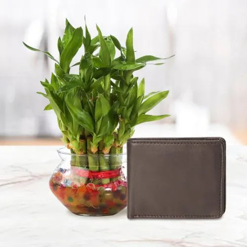 Elegant Mens Brown Leather Wallet from Rich Born with a 2 Tier Lucky Bamboo Plant for Good Luck Elegant Mens Brown Leather Wallet from Rich Born with a 2 Tier Lucky Bamboo Plant for Good Luck