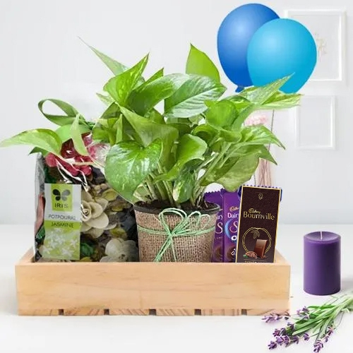 Remarkable Money Plant, Chocolates, Iris Potpourri n Scented Candle Gift Hamper
