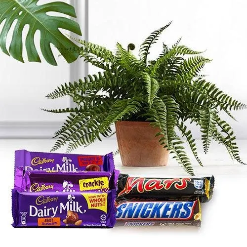 Dazzling Air Purifier Plant N Chocolate Combo for Mom