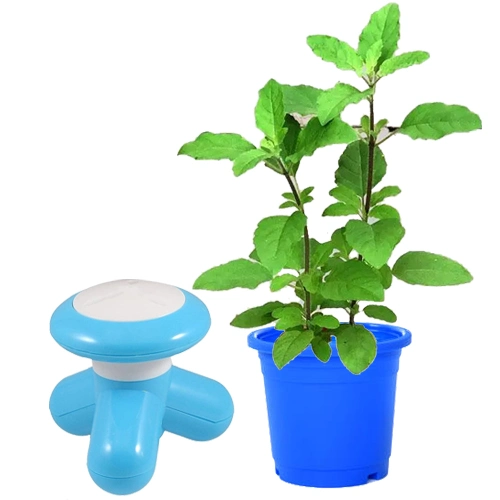 Good for Health Basil Plant with Massager