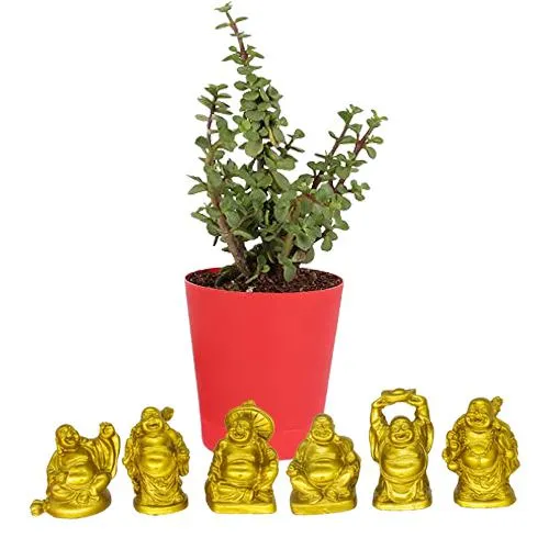 Fantastic Combo of Jade Plant n Laughing Buddha Set Fantastic Combo of Jade Plant n Laughing Buddha Set