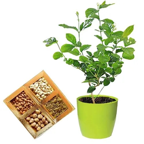 Fast Growing Jasmine Plant n Dry Fruits Set