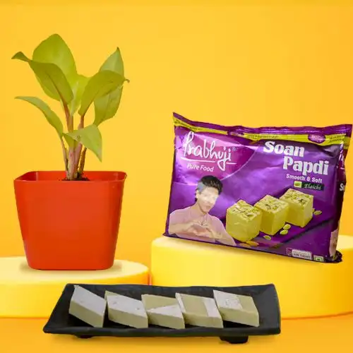 Air Purifying Philodendron Plant n Sweetness Surges Air Purifying Philodendron Plant n Sweetness Surges